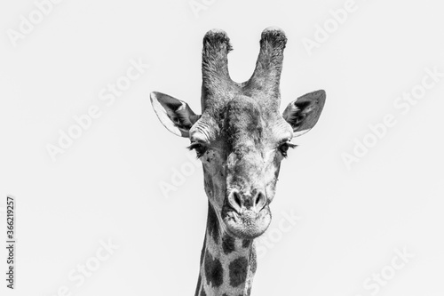 A close-up of a male Giraffe s face as he looks into the camera. 