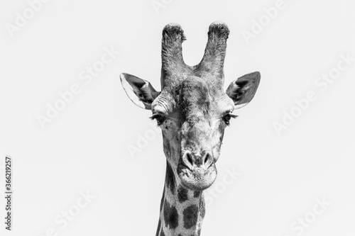 Canvas Print A close-up of a male Giraffe's face as he looks into the camera.