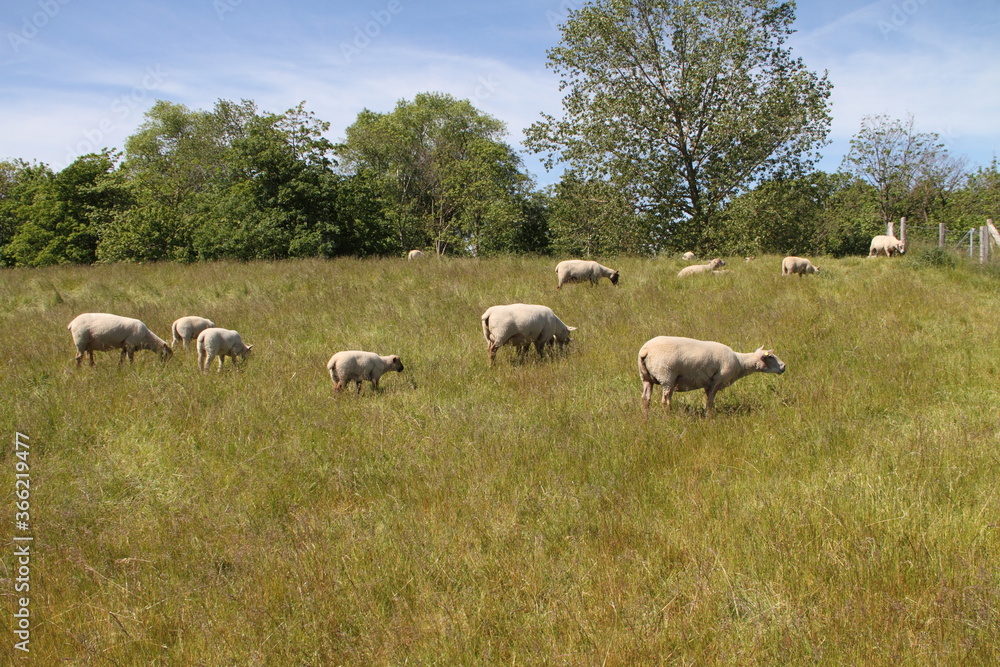 a flock of sheep on the Baltic Sea in Germany