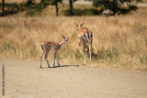 Deer in savanna or steppe  wildlife