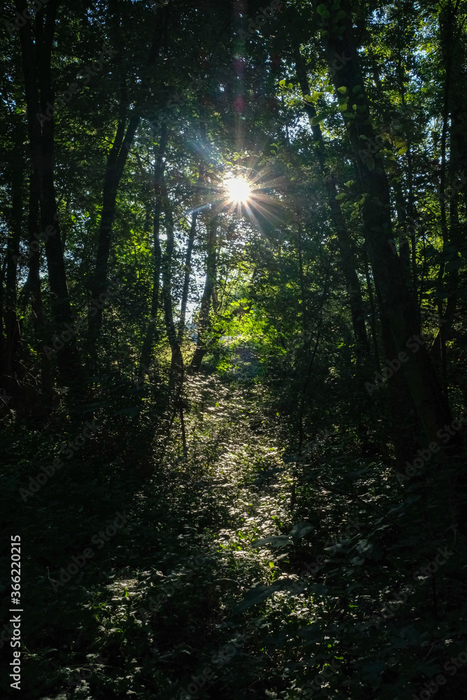 Rai de lumière dans une forêt