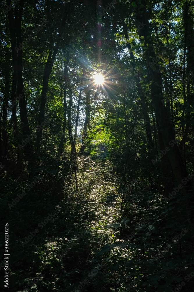 Rai de lumière dans une forêt Rai de lumière dans une forêt