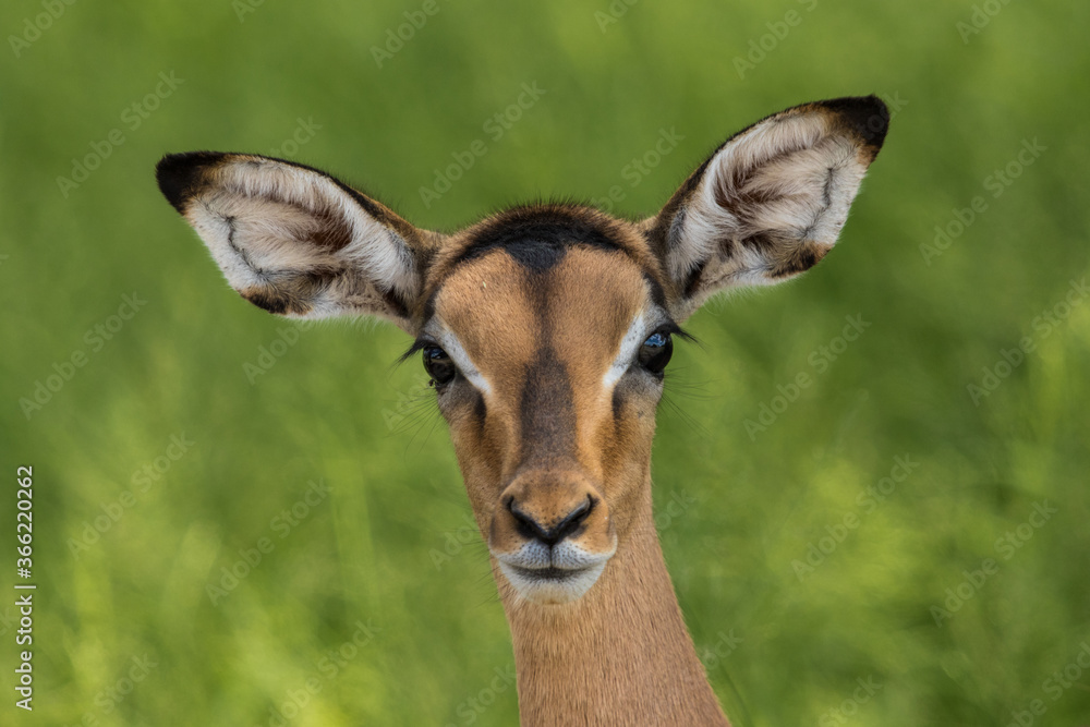 A close-up of a young Impala calf's face as it looks straight into the camera 
