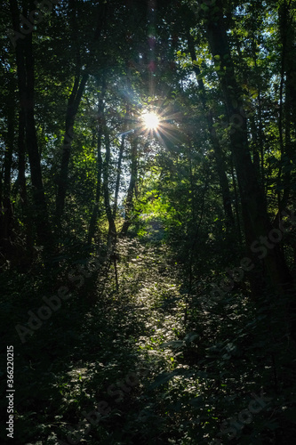 Rai de lumière dans une forêt © Franck Chapolard