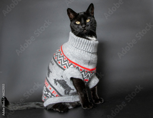 Cat in christmas sweater