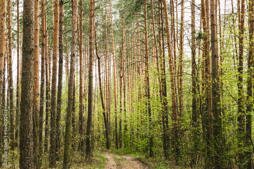 Fototapeta premium Forest Road Path Walkway Lane Through Spring Coniferous Forest