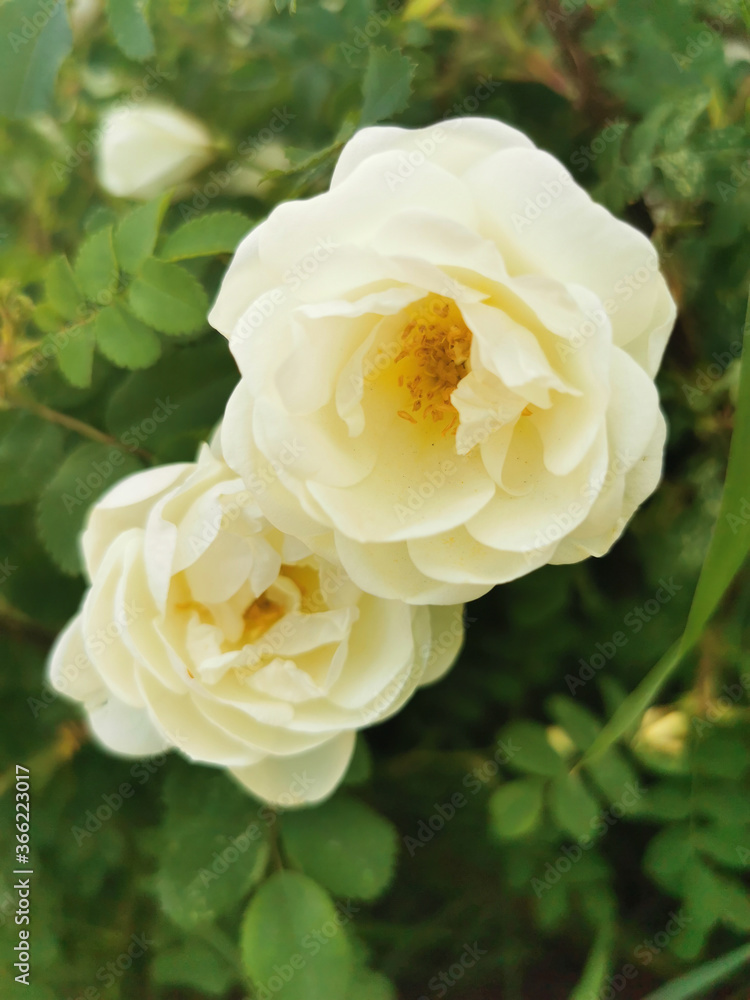 Wild white rose Wild white rose