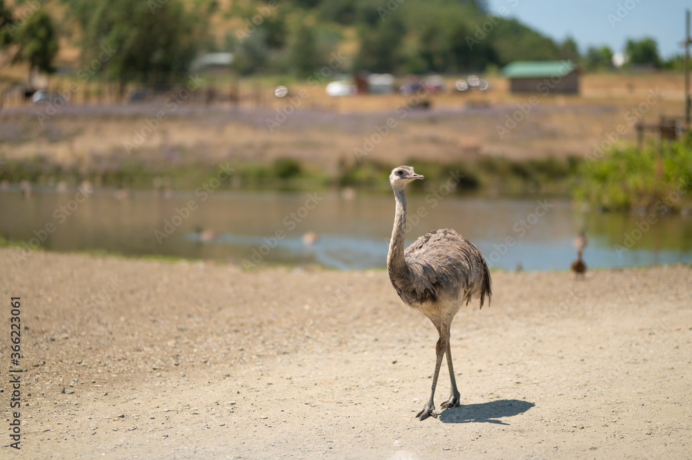 Fototapeta premium Big ostrich emu runs against the background of the zoo