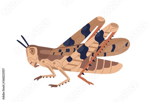 Colorful locust vector illustration. Wild winged insect isolated on white background. Parasite or agricultural plague. Huge creature harvest decimating. Bug threatening seasonal plant
