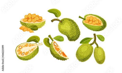 Ripe Bright Green Jackfruit with Seed Coat and Fibrous Core Whole and with Cut Section Vector Set