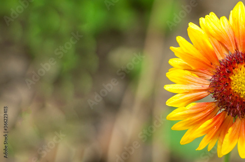 yellow flower on a natural background. calendula blooms. young sunflower