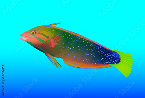 Parrot fish isolated on blue background