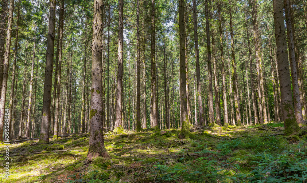 Old forest in the Belgian Ardennes in the region of Bouillon during summer time. Old forest in the Belgian Ardennes in the region of Bouillon during summer time.