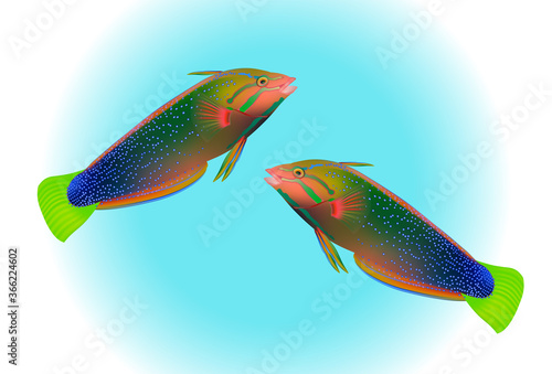 Parrot fish isolated on blue background