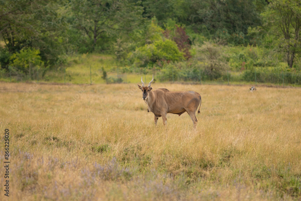 Eland antelope, nature reserve and zoo in the steppe Eland antelope, nature reserve and zoo in the steppe