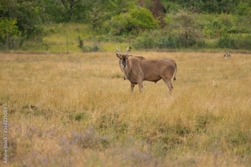 Eland antelope, nature reserve and zoo in the steppe Eland antelope, nature reserve and zoo in the steppe