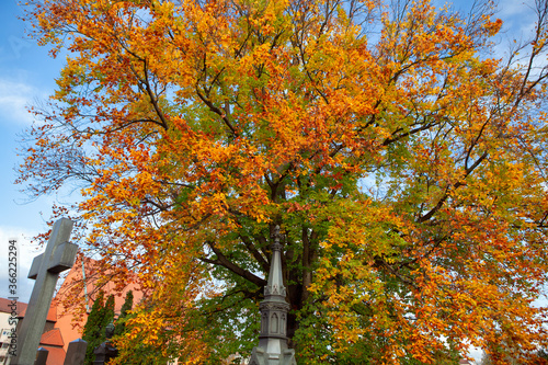 Colorful Tree in the Cemetery . Graveyard in the Fall