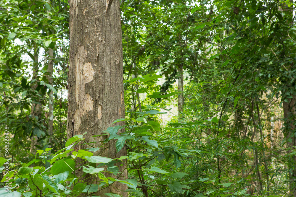 wood is the highest quality teak wood in the world
wood is the highest quality teak wood in the world