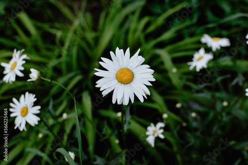 Field of camomiles at sunny day at nature. Camomile daisy flowers, field flow...