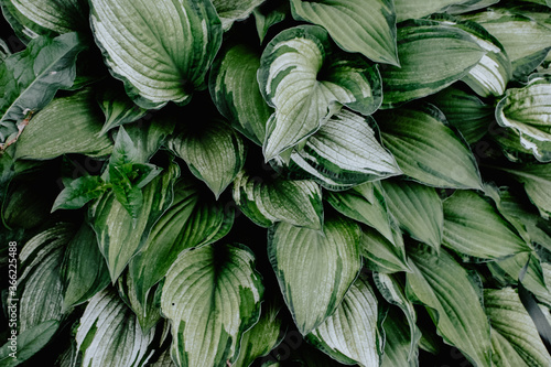 Hosta foliage background. Wallpaper with green plant leaves