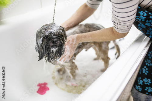 Plakat Dog having a shower