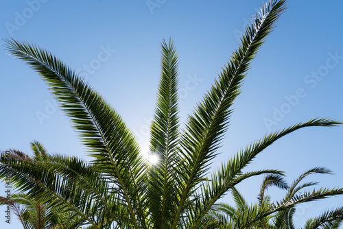 Palmwedel bei Gegenlicht