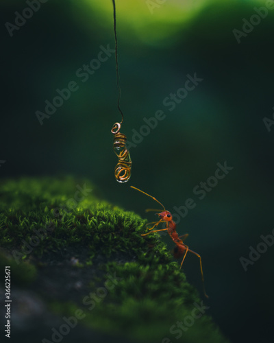 Ant reaching for water drop