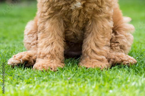 Abstract view of the lower half of a mini poodle puppy seen sitting on grass in a park. Showing her hypoallergenic, non shedding fur. photo