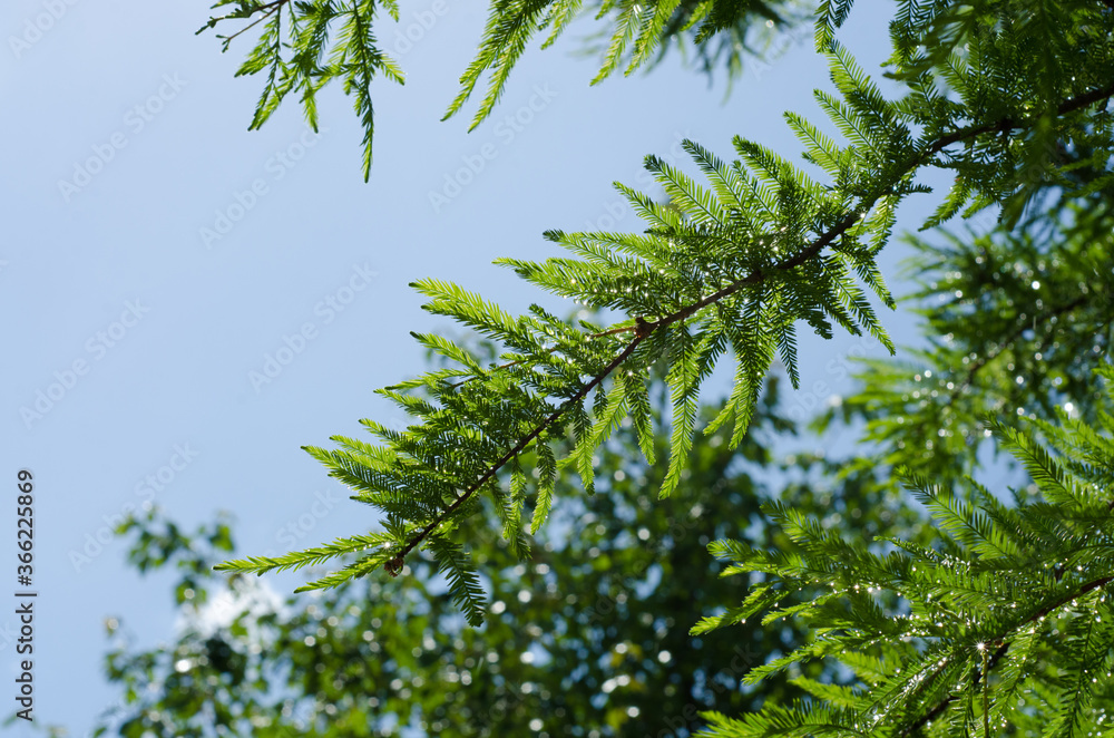 Fototapeta premium green leaves against blue sky