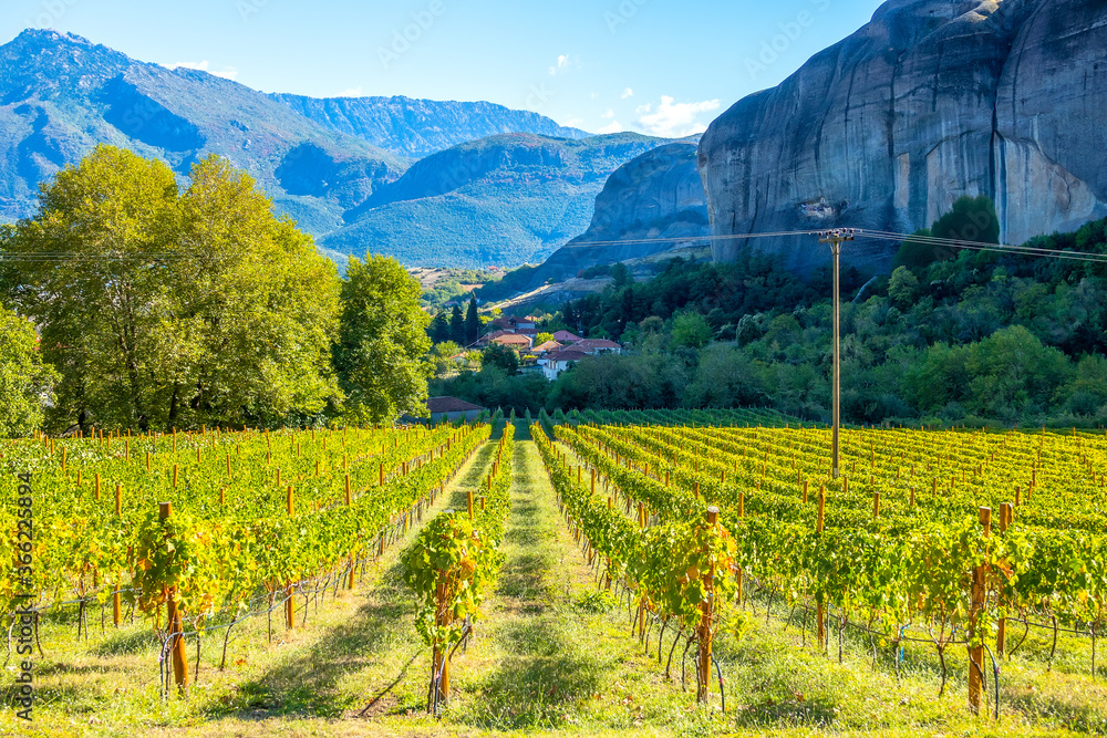 Vineyard in Monastery on a Sunny Summer Day