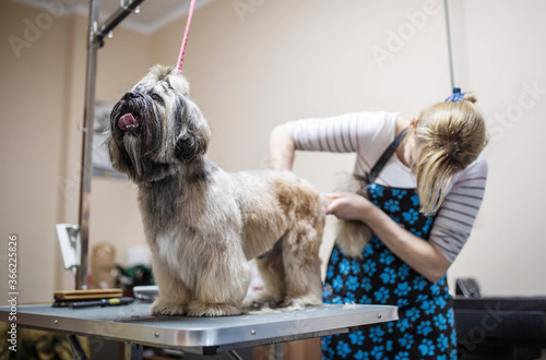 Plakat Groomer