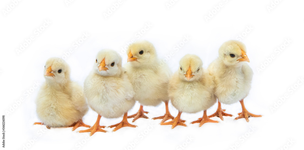 Chicks in photostudio