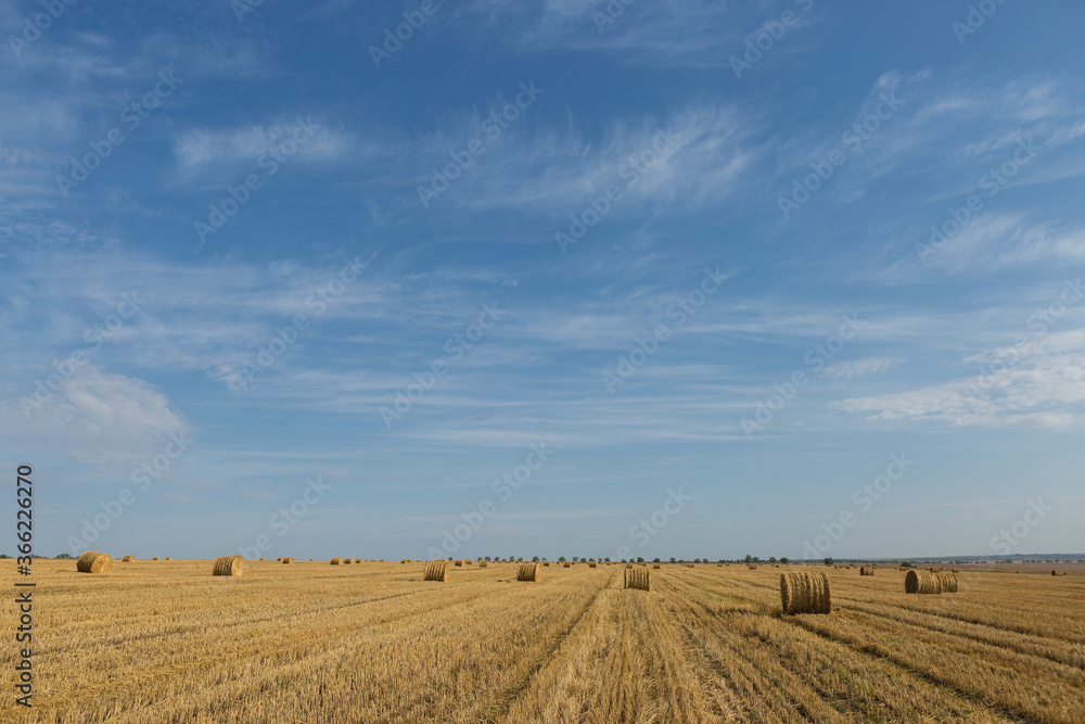 Field after harvest in the morning. Large bales of hay in a wheat field.