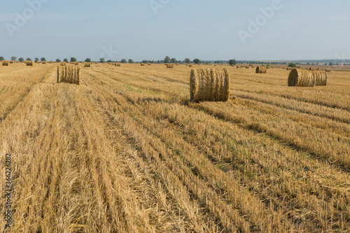 Field after harvest in the morning. Large bales of hay in a wheat field.