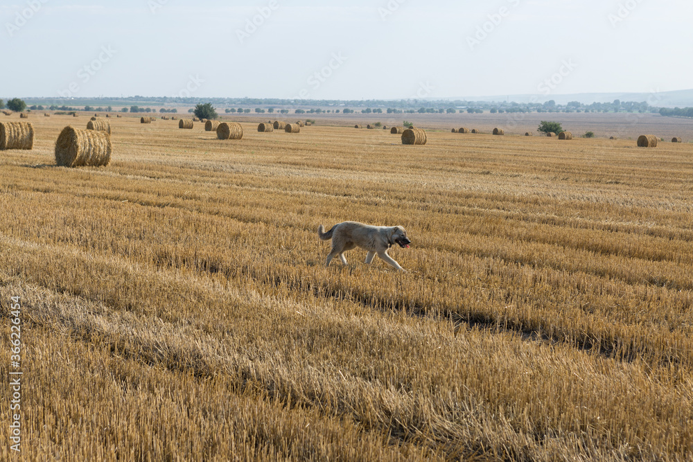 A dog stands in a wheat field after harvesting. Big round bales of straw.