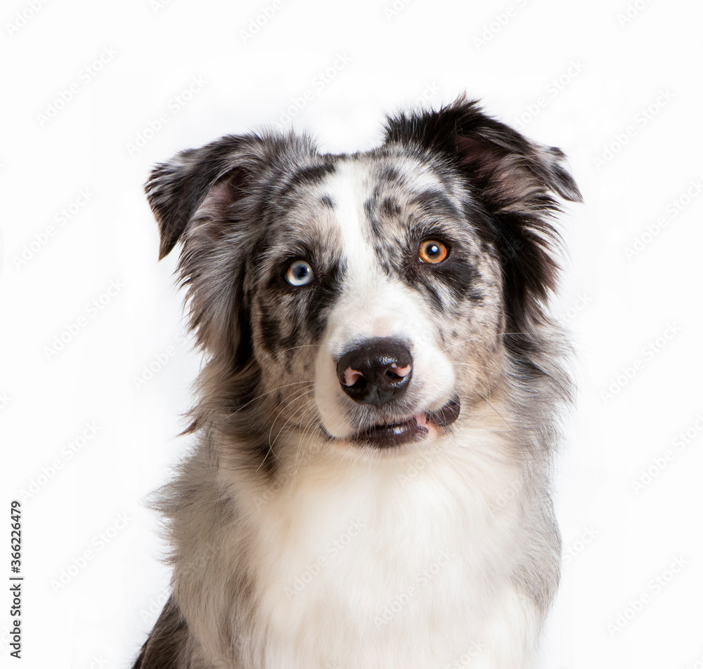 Border collie in photostudio Border collie in photostudio