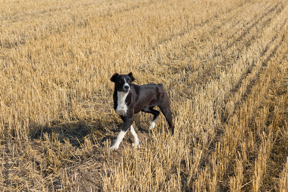 A dog stands in a wheat field after harvesting. Big round bales of straw.