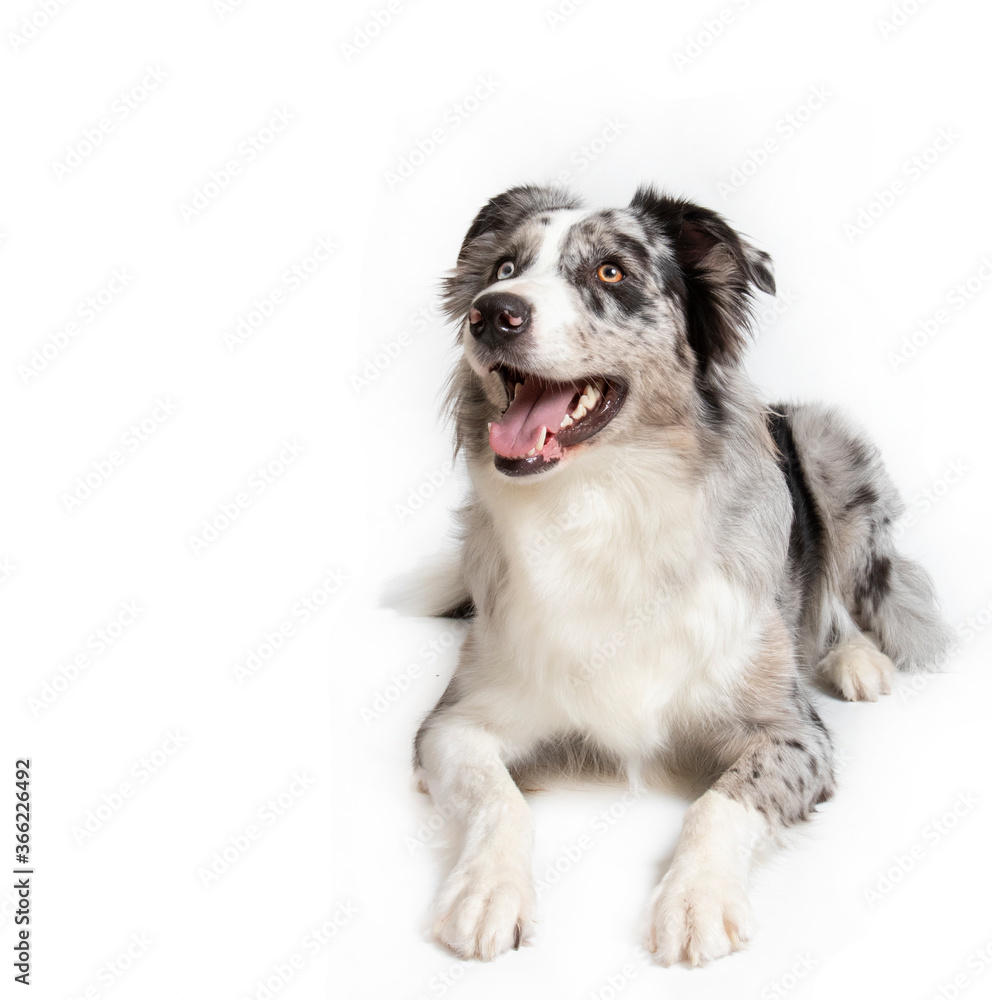 Border collie in photostudio