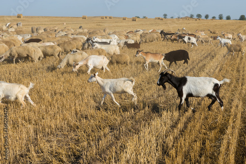 Fototapeta Naklejka Na Ścianę i Meble -  A herd of goats graze on a mown field after harvesting wheat. Large round bales of stacks.