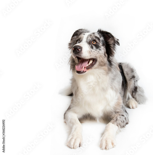 Border collie in photostudio