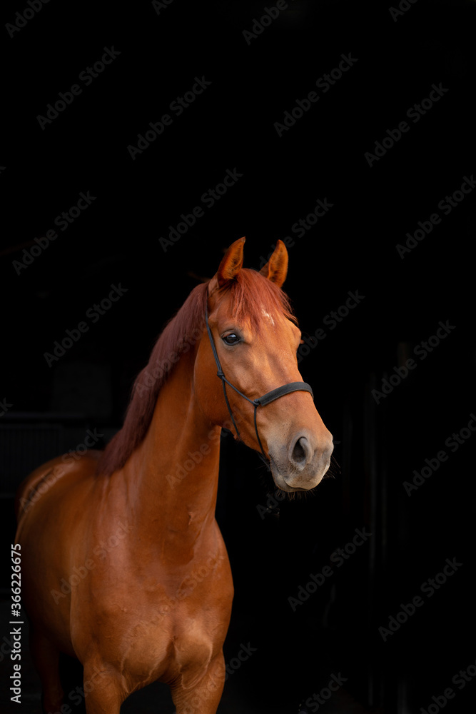 blachphoto portrait of a brown chestnut horse running in paddock and nature, galopping and walking. Portraiture of a young horse. blachphoto portrait of a brown chestnut horse running in paddock and nature, galopping and walking. Portraiture of a young horse.