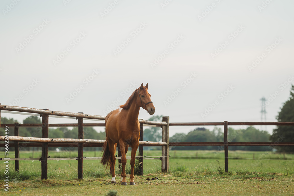 Ταπετσαρία portrait of a brown chestnut horse running in paddock and nature, galopping and walking