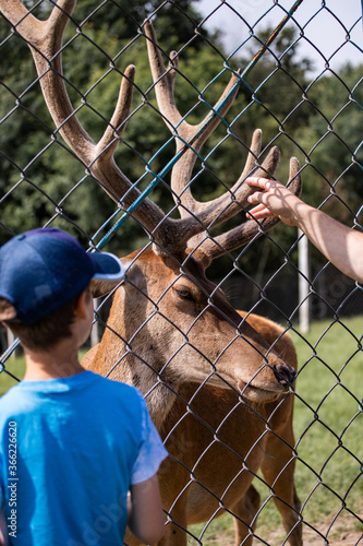Cuadro en lienzo deer in the zoo