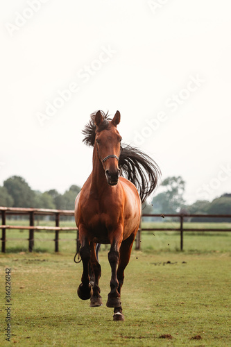Принти на полотні portrait of a brown chestnut horse running in paddock and nature, galopping and walking