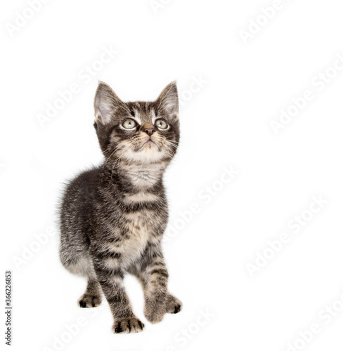 Tabby kitten in photostudio