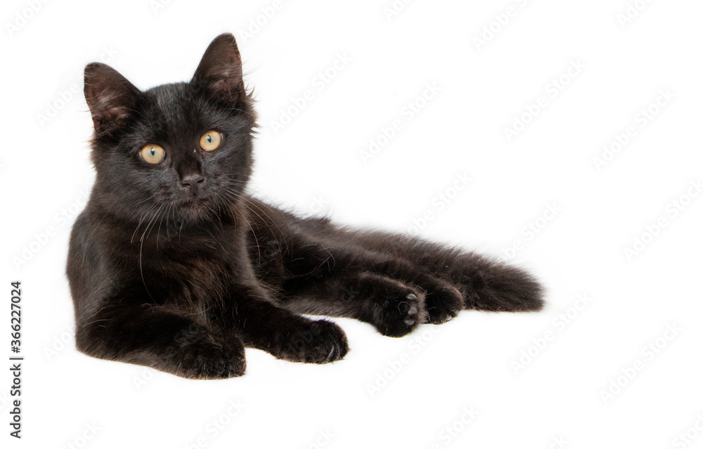 Black kitten in photostudio
