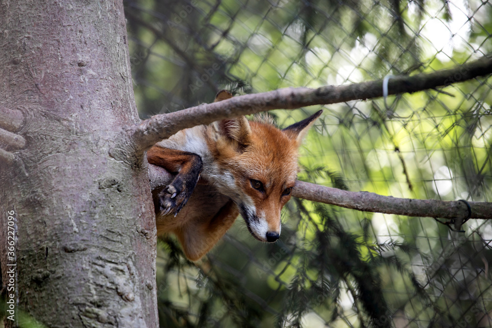 Obraz premium red fox in tree