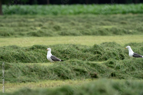 Common gulls in the freshly cut grass, making hay © Dasya - Dasya