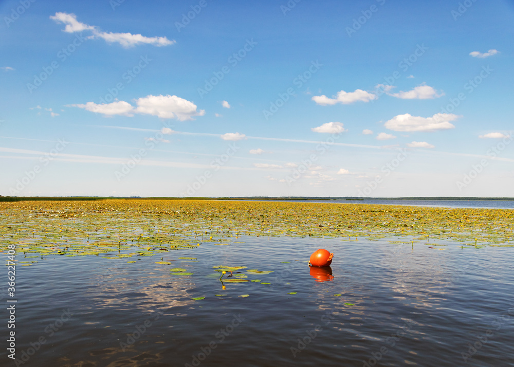 red buoy in the foreground, meadow of yellow water roses in the background