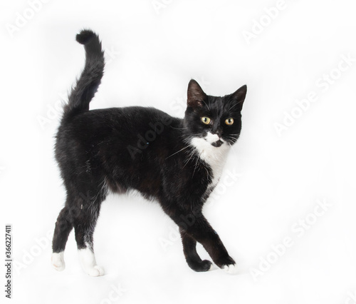 Black and white cat in studio